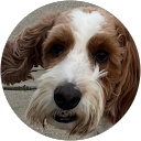 Diane Galante profile picture